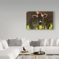 Zaštitni znak likovne umjetnosti' Jersey Cow Centered ' platno Art Brenda Petrella Photography Llc