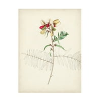 Nepoznata Umjetnost platna' akvarelne Botaničke skice II'