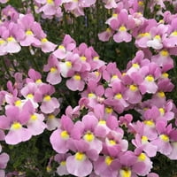 Stručni vrtlar 10 Multi Color Deo Ned 1.5Gallon Nemesia Live biljni lonac