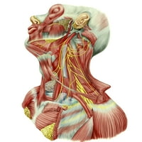 Detaljna disekcija na ljudski vrat Prikaz ANSA Cervicalis, vrhunski korijen ili silazno hipoglossalni, inferiorni korijen ili silazni plakat grlića materice Print