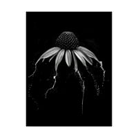 Zaštitni znak Likovna umjetnost 'Echinacea crno-bijela' Umjetnost platna Lori Hutchison