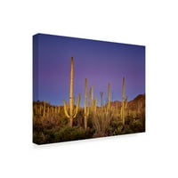 Zaštitni znak likovne umjetnosti 'Cacti View I' Canvas Art David Drost