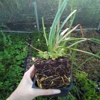 Red Hot Poker baklj Lily Poker Plant Kniphofia