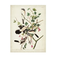 John James Audubon' Great Cinereous Shrike ' Canvas Art